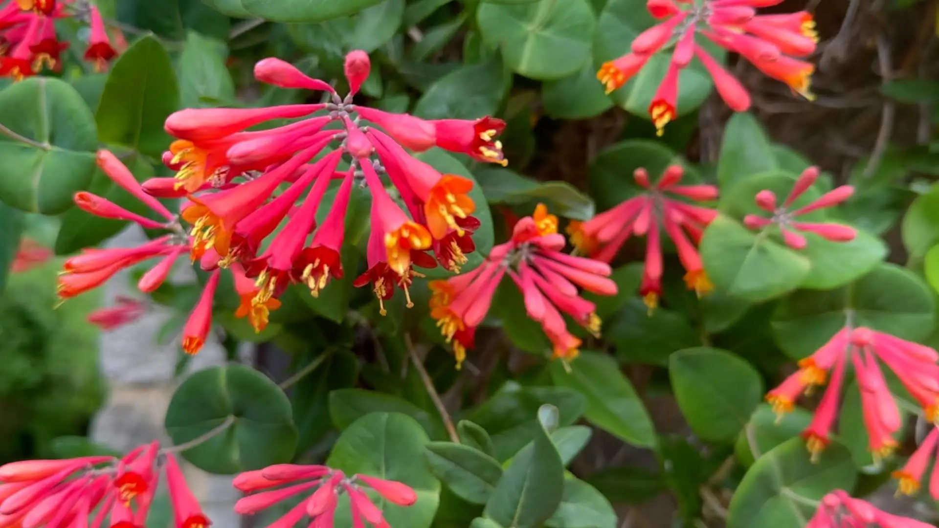 Coral honeysuckle, clusters of red tubular flowers with yellow tips among round leaves