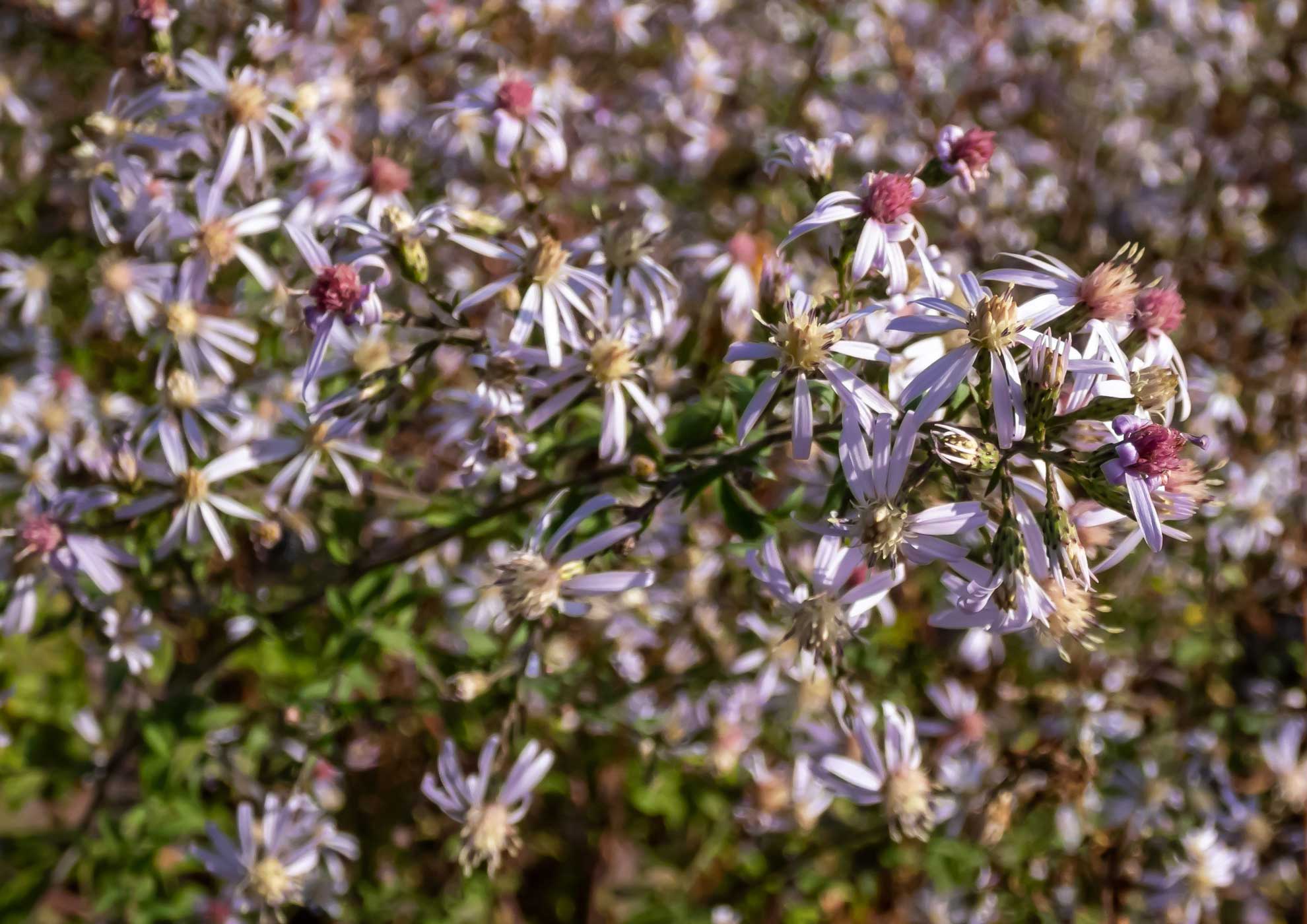 Exploring the Beauty of Native Asters | The Plant Native