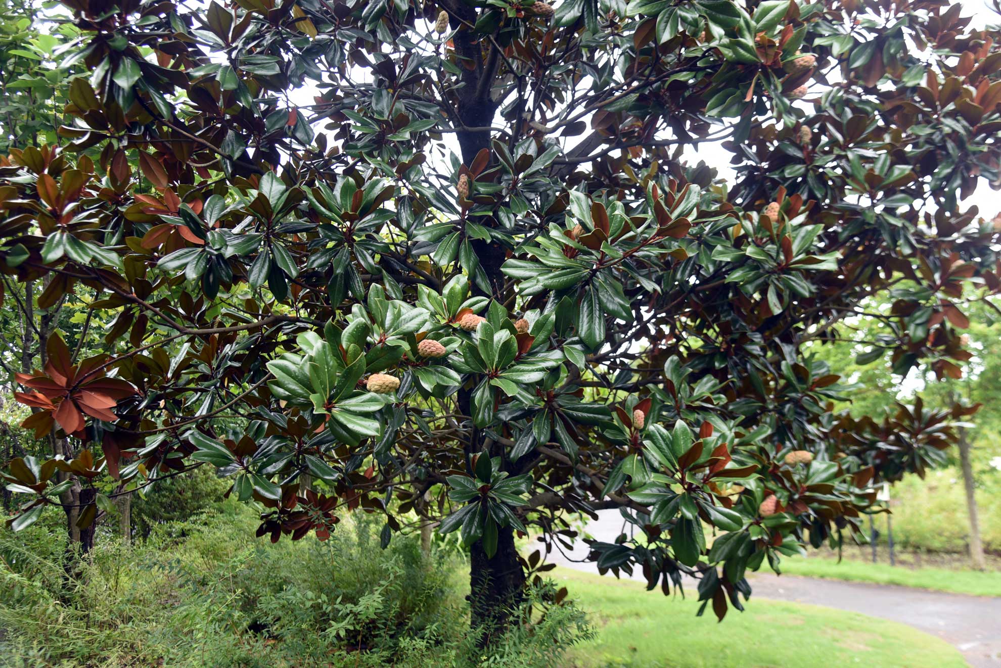 trees that look like magnolia trees