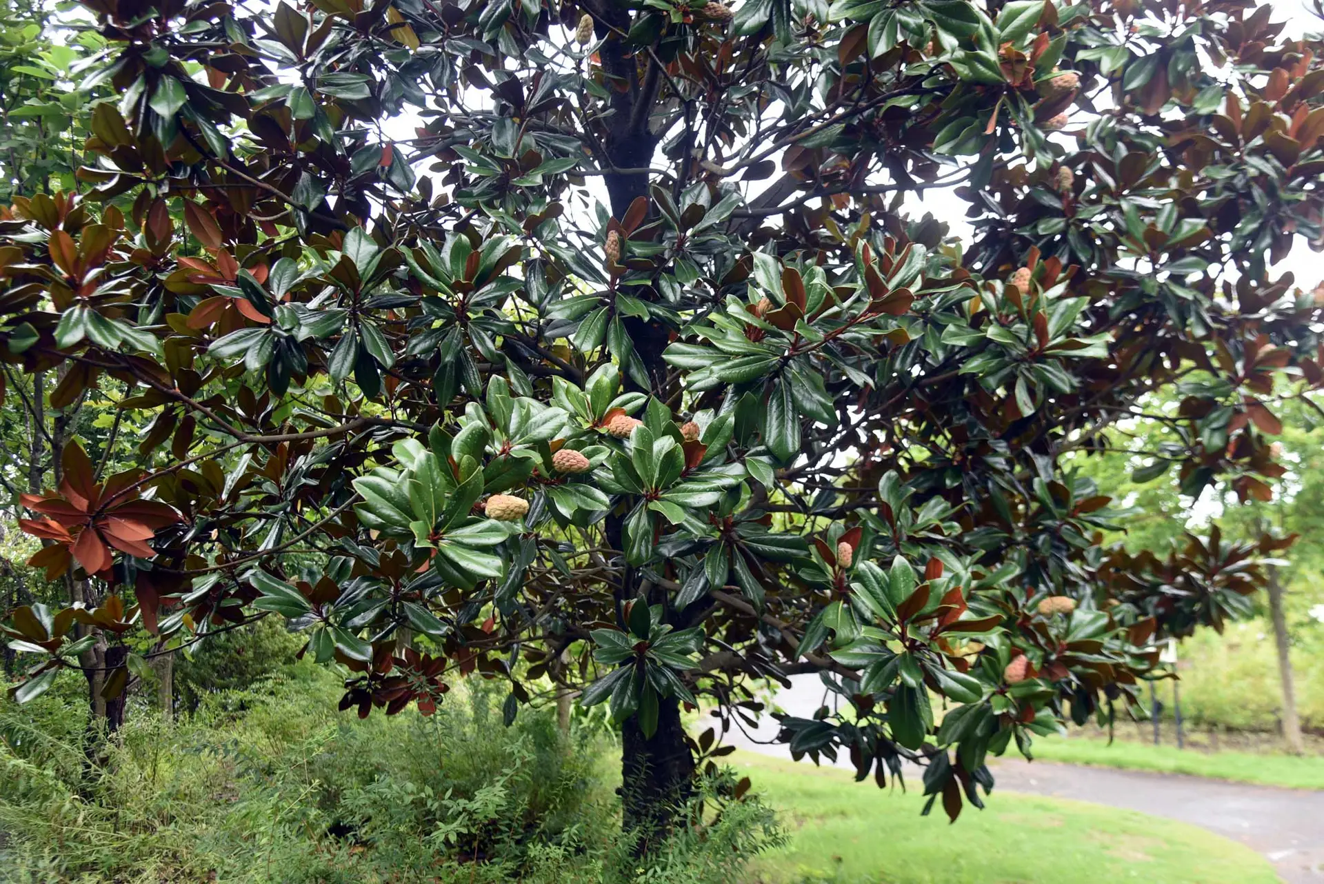 Southern magnolia, a large tree with rust-backed leaves and seed cones beside a path