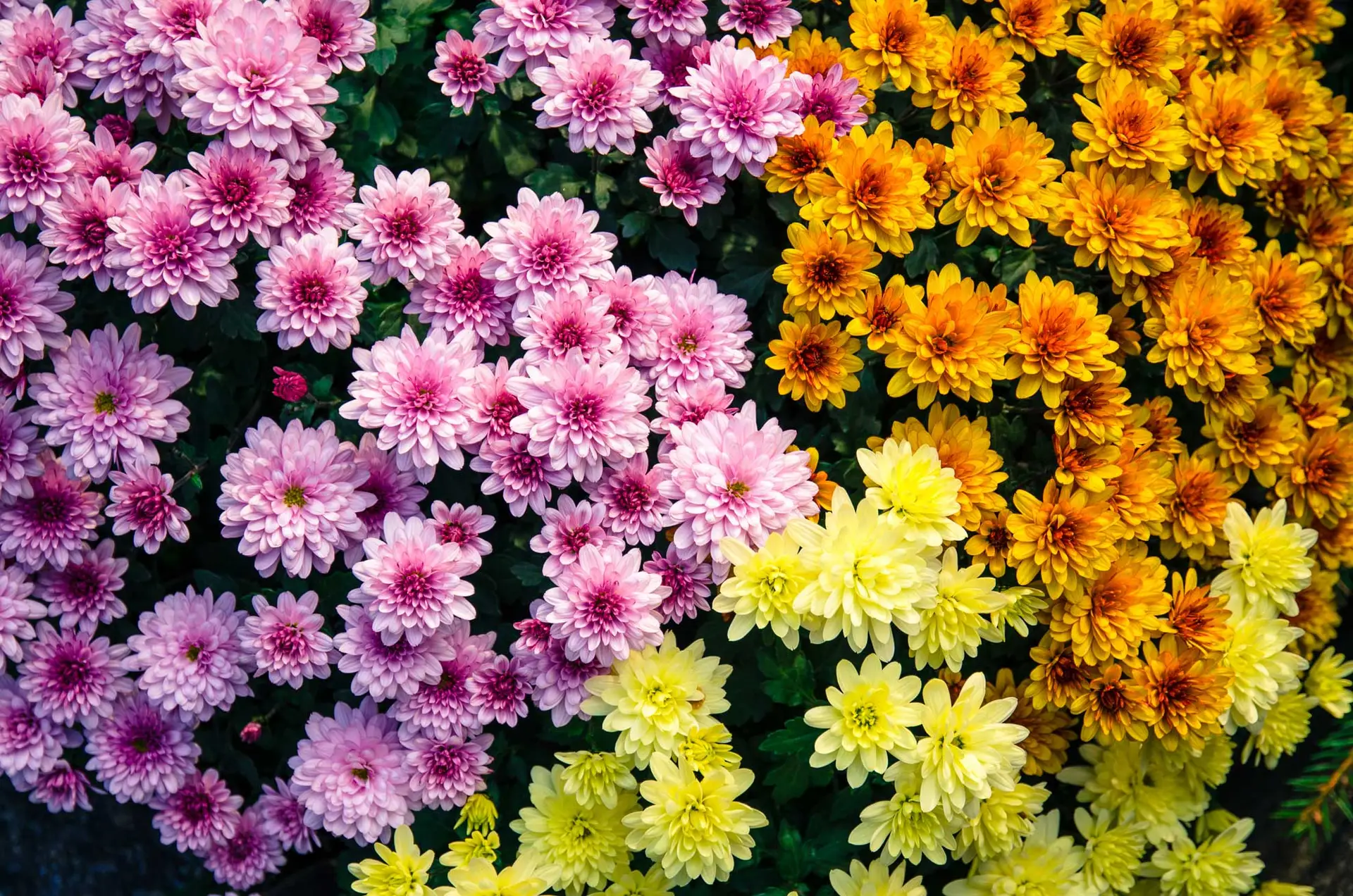 Garden mums in pink, orange and pale yellow, packed with many-petaled blooms