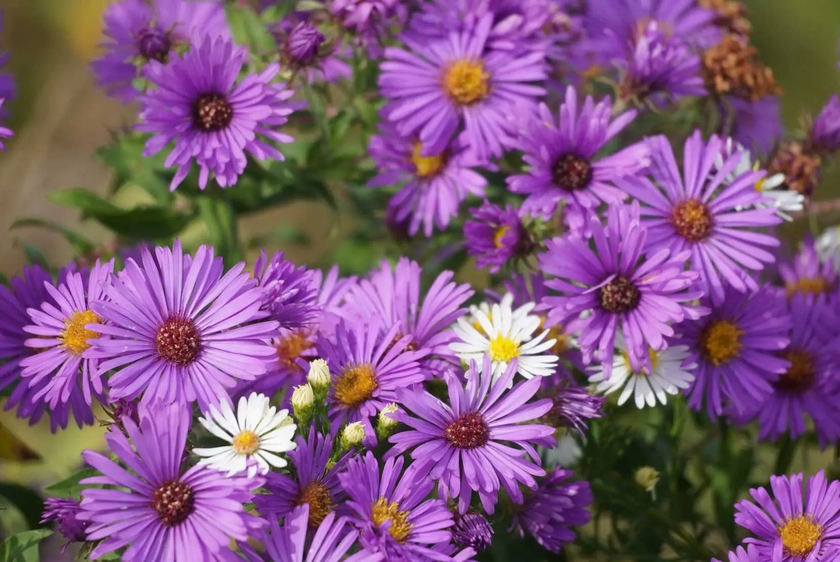 Purple asters with gold centers, with a few white asters mixed in