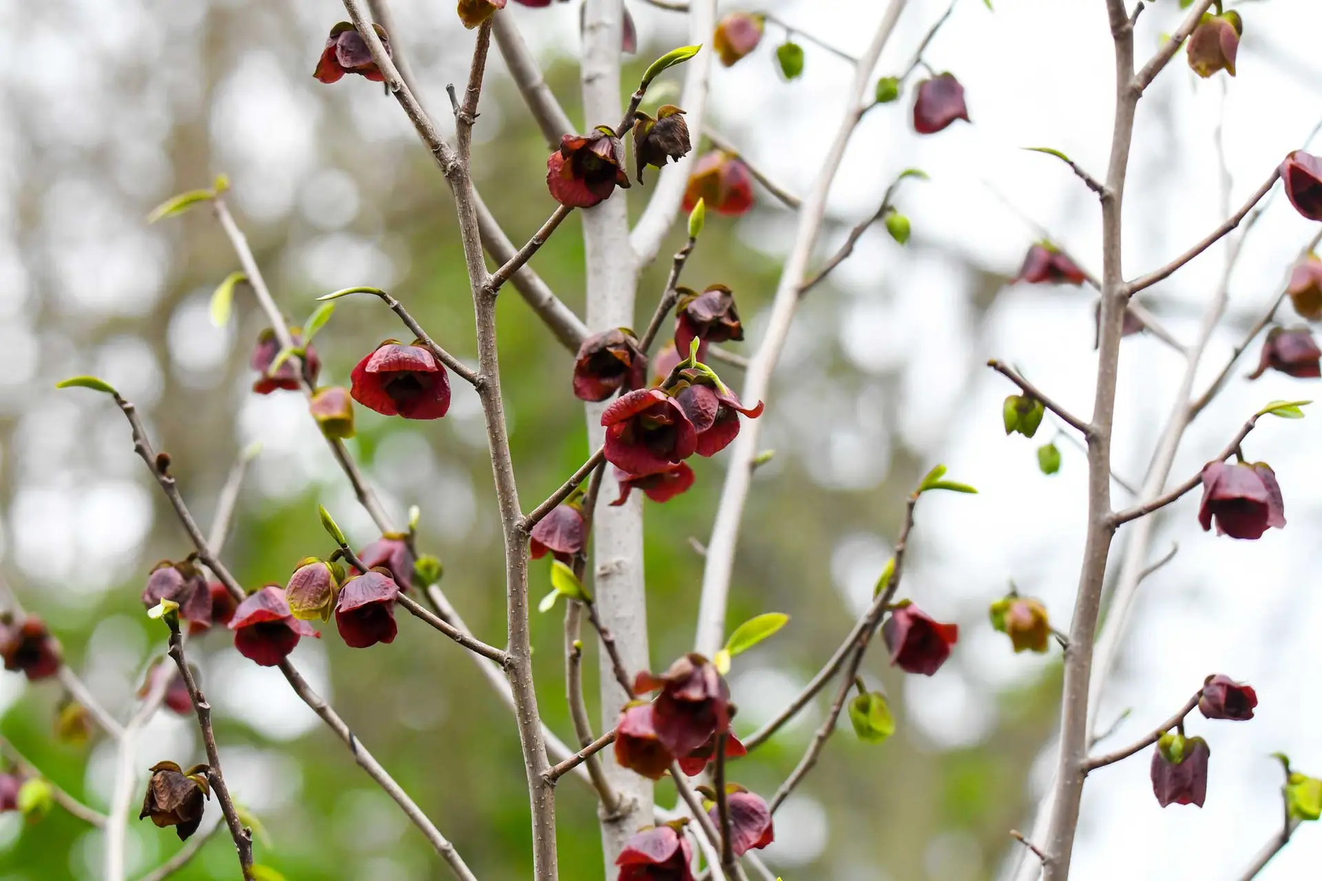 Pawpaw flowers, small maroon bells hanging from bare branches in spring