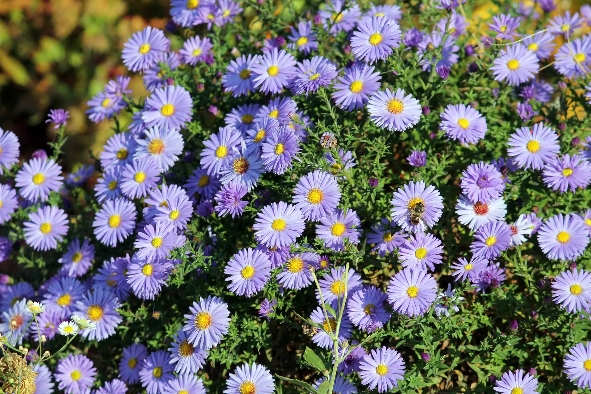 New York aster, a mound of lavender-blue flowers with yellow centers