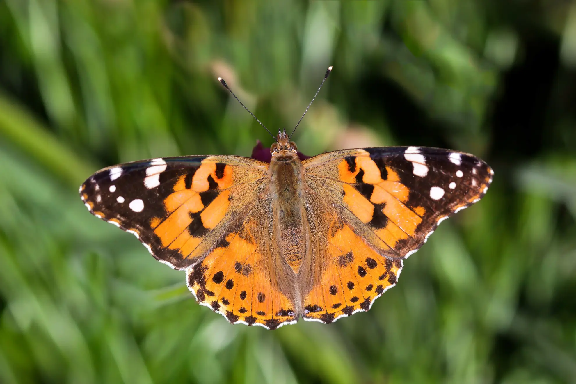 Painted lady butterfly with its orange, black and white-spotted wings spread open