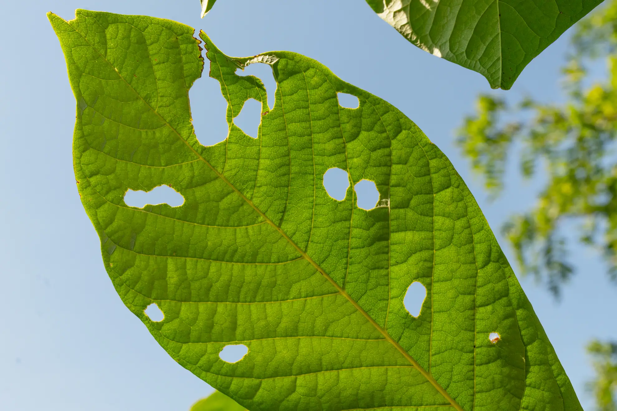 Pawpaw leaf with a scatter of holes chewed by caterpillars