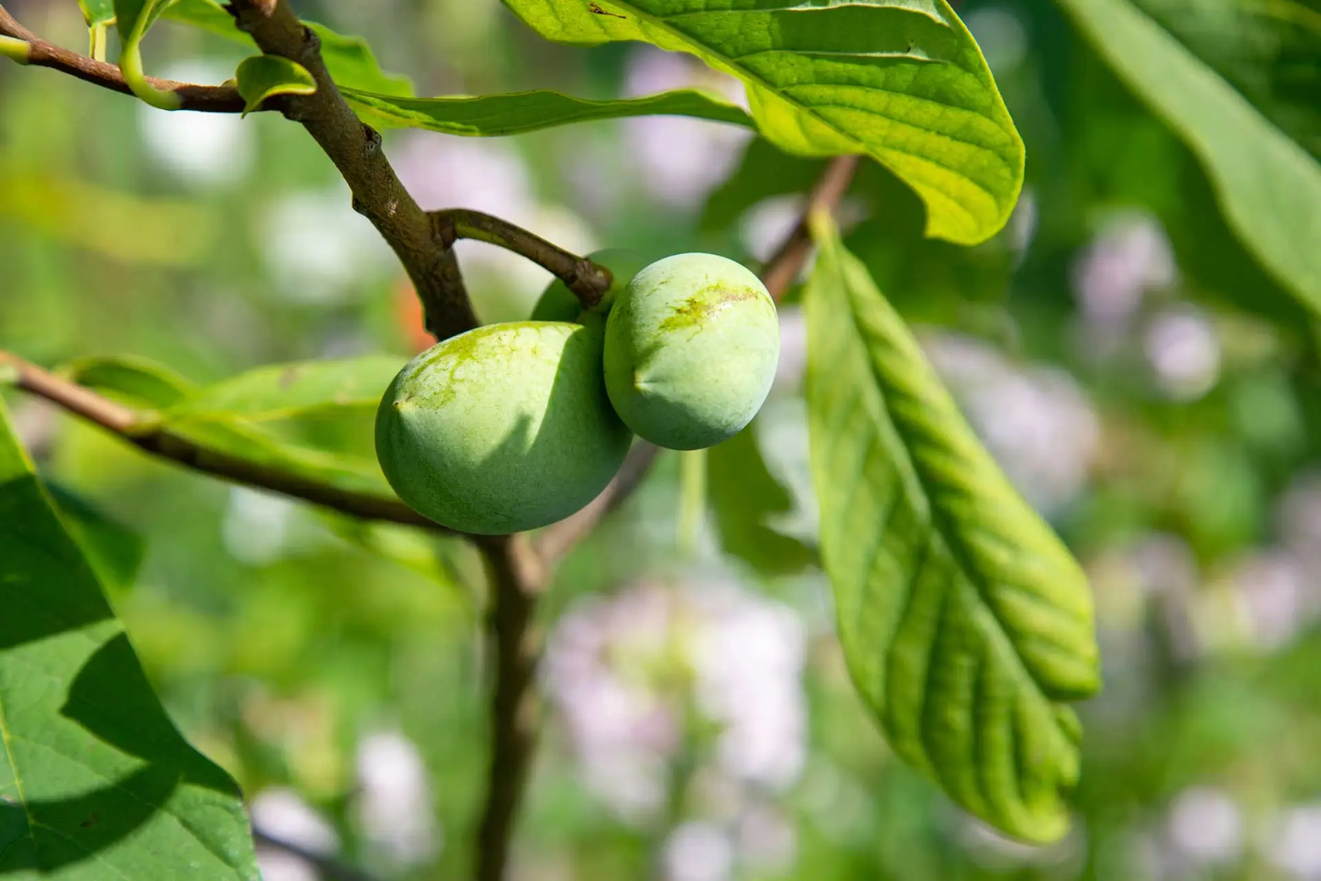 Pawpaw, two green fruits hanging below long drooping leaves