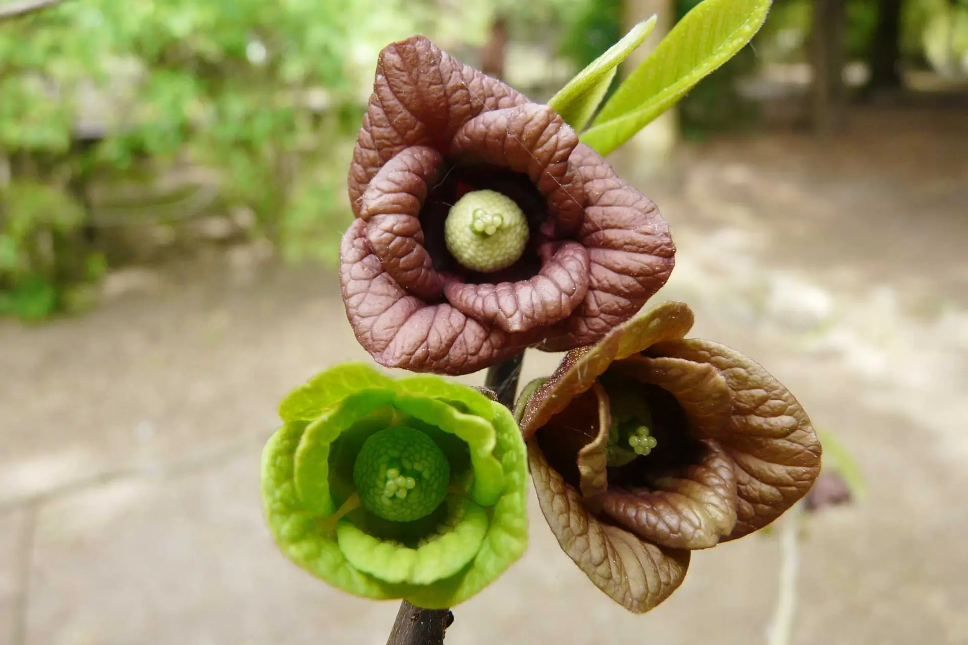 Pawpaw flowers up close, two maroon and one still green, each with a round pale center