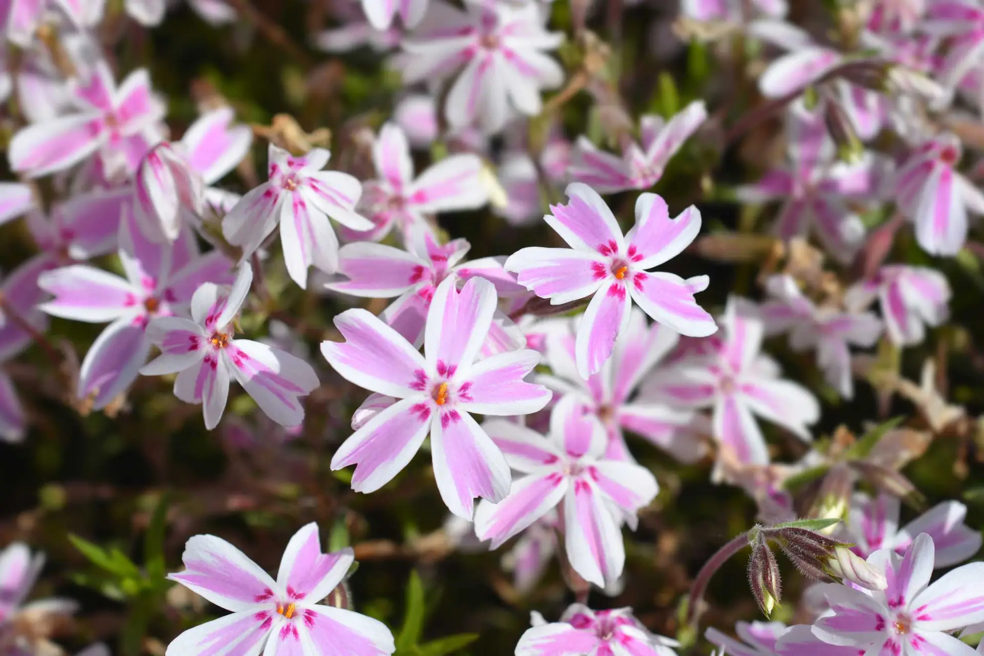 ‘Candy Stripe’ creeping phlox, white petals with a bold pink stripe down the middle of each