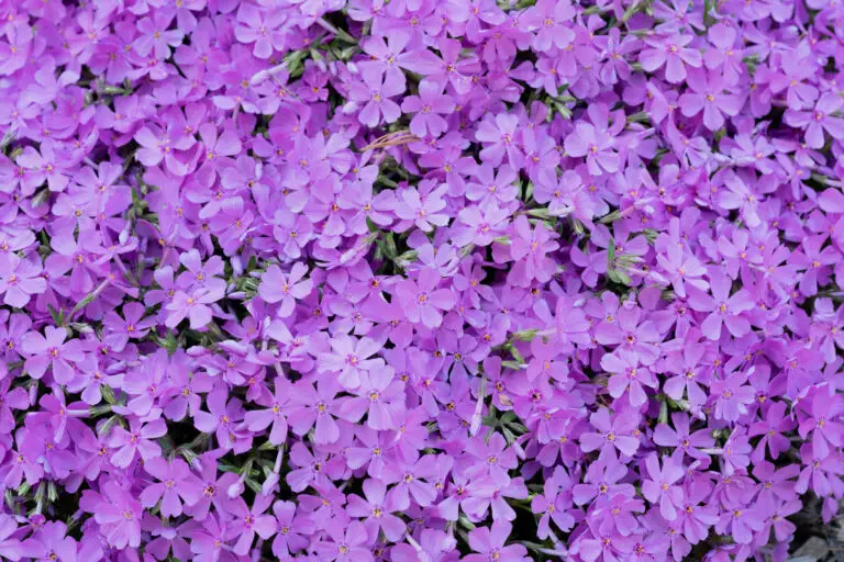 Dense carpet of bright purple phlox flowers in full bloom.