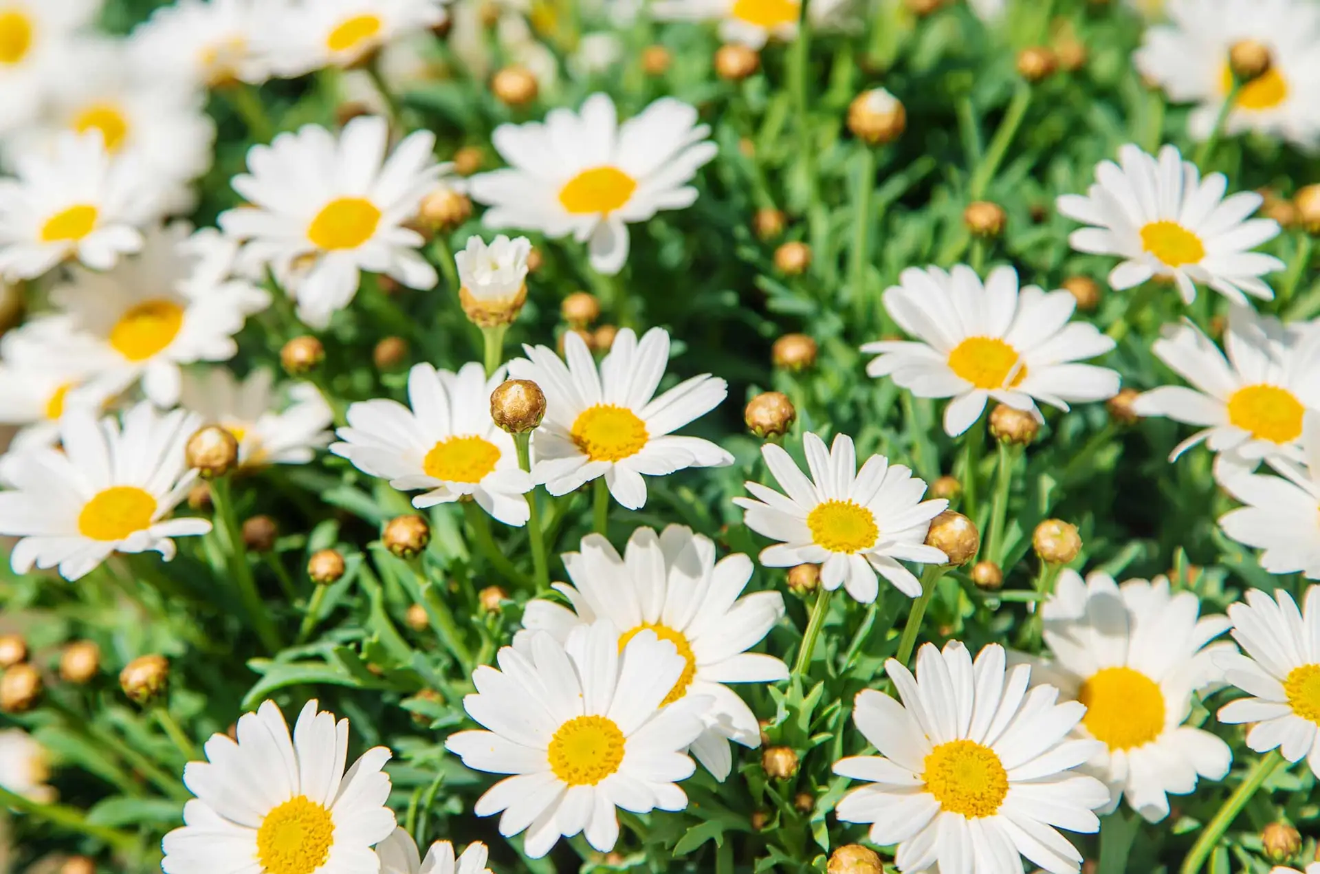 Daisies, white petals around yellow centers, with round green buds