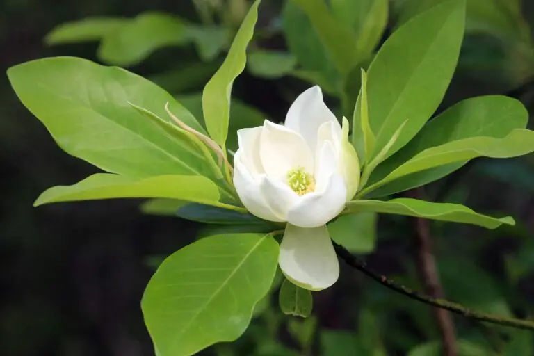 A white Sweetbay Magnolia flower blooming, photographed growing on a branch of the Sweetbay Magnolia tree.