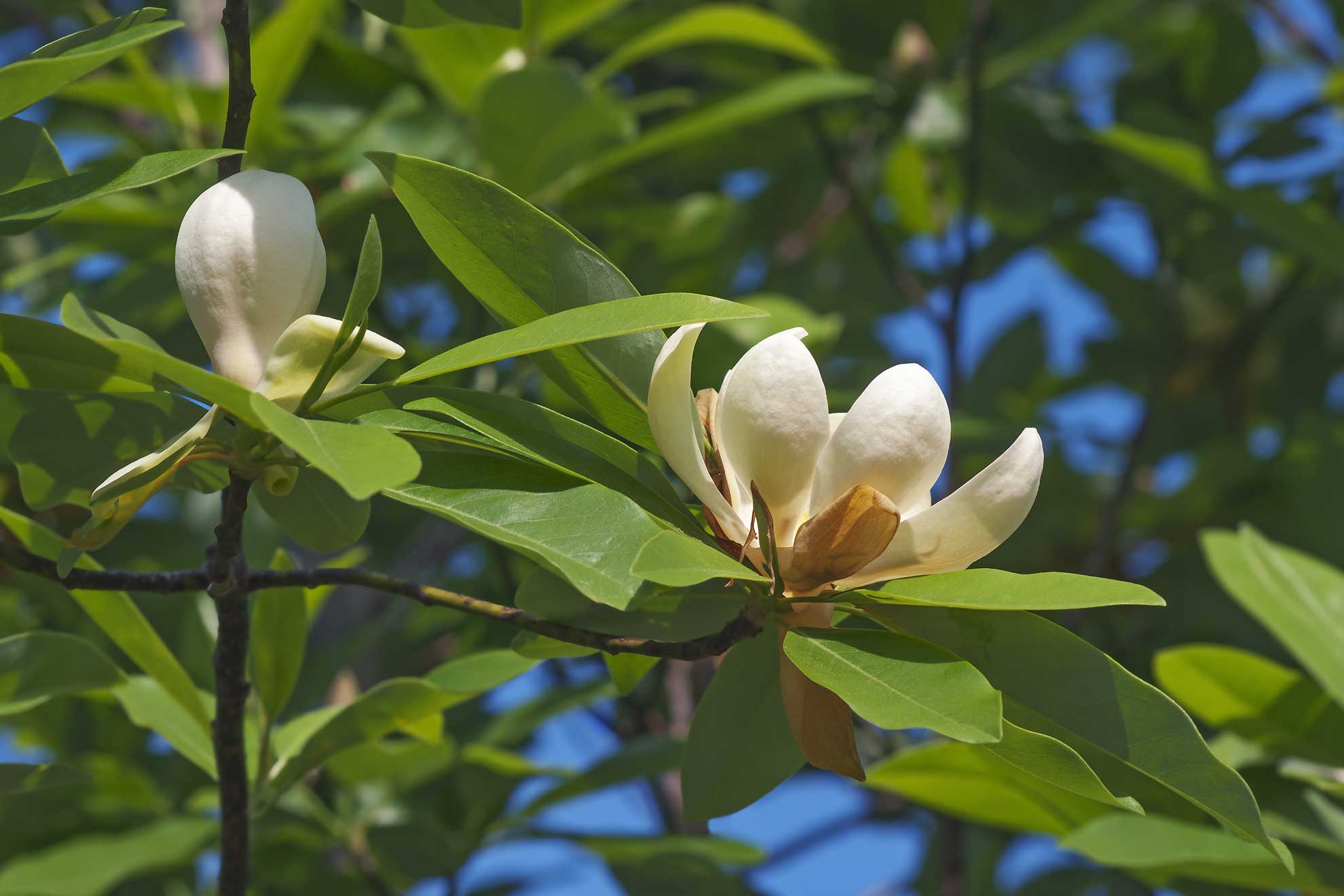 Sweetbay Magnolia: Native Beauty For Gardens | The Plant Native