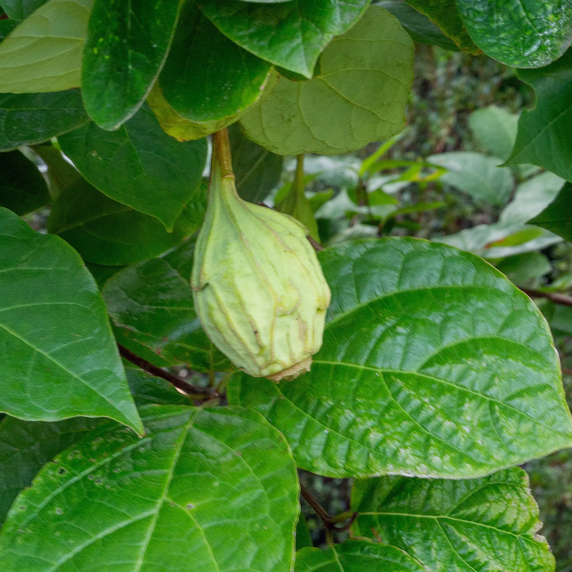 Sweetshrub seed pod, a ribbed green urn shape among broad leaves