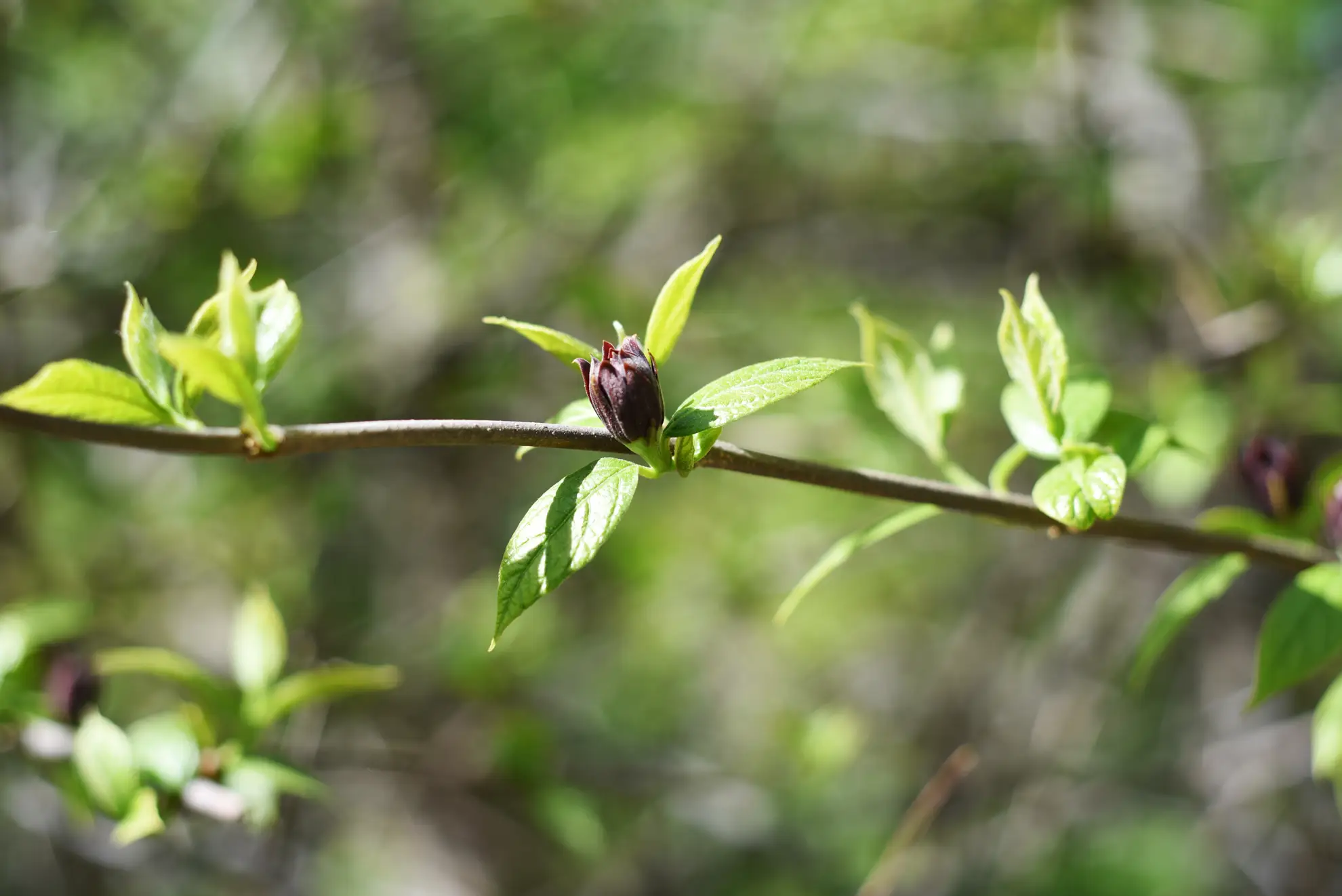 Sweetshrub in spring, new leaves and a dark red bud on a bare twig