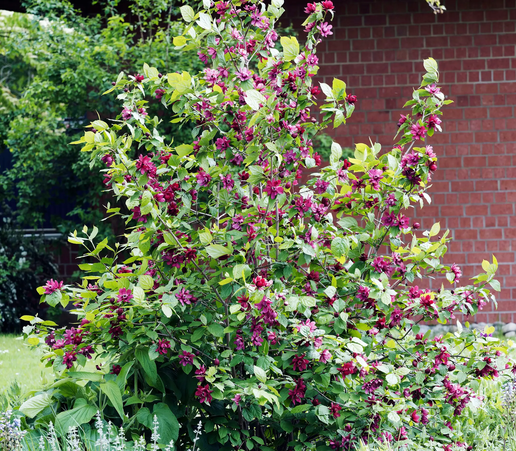 Sweetshrub covered in maroon flowers in front of a brick wall