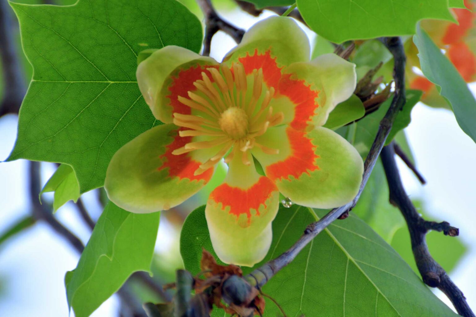 The Beauty of the Tulip Poplar A Guide to Planting and Care
