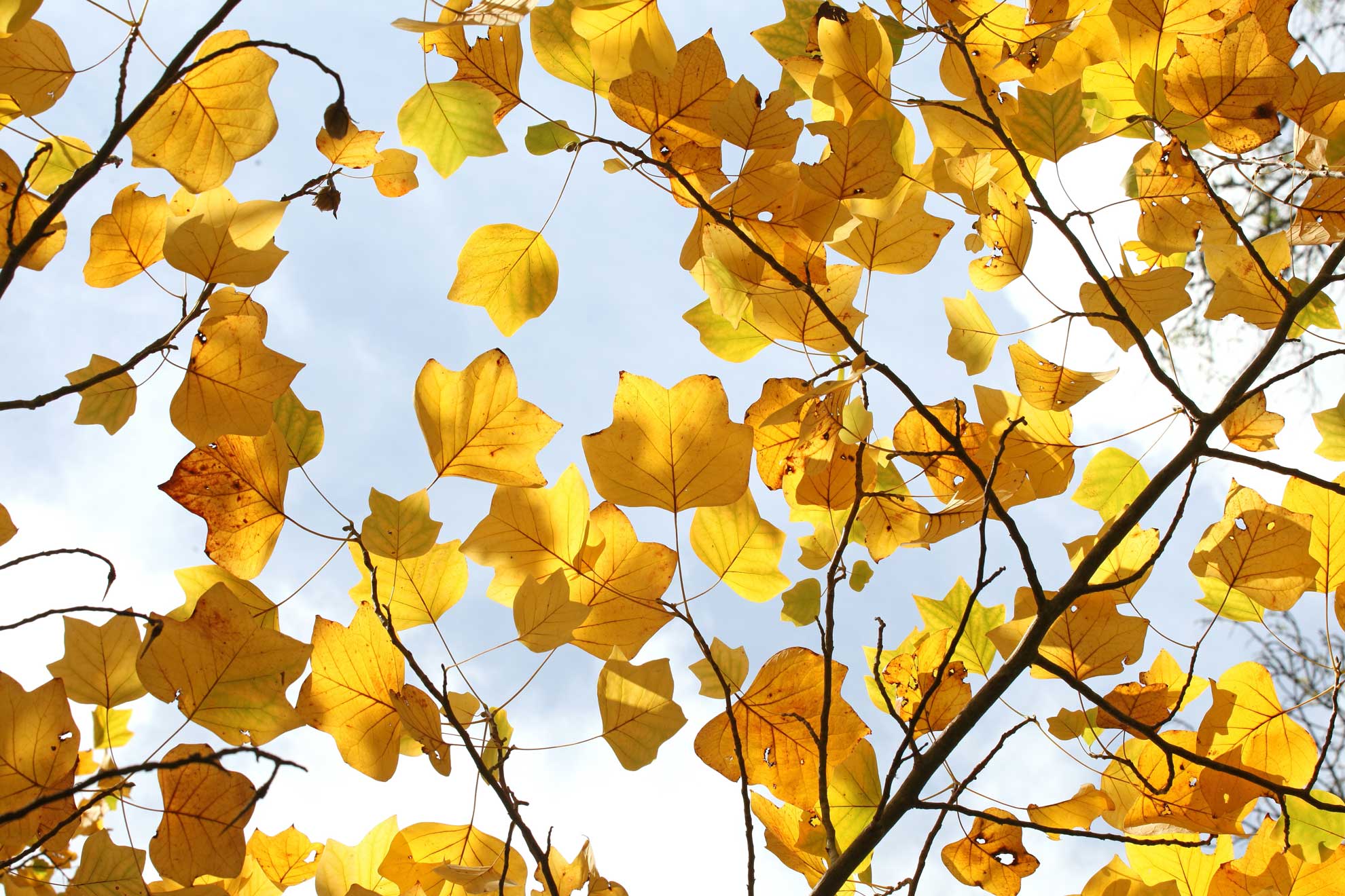 The Beauty of the Tulip Poplar A Guide to Planting and Care