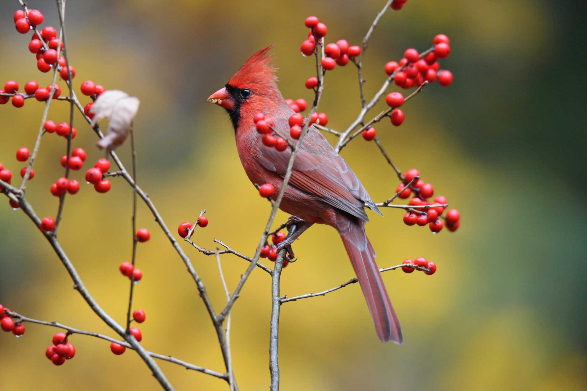 winterberry-native-beauty-for-winter-landscapes