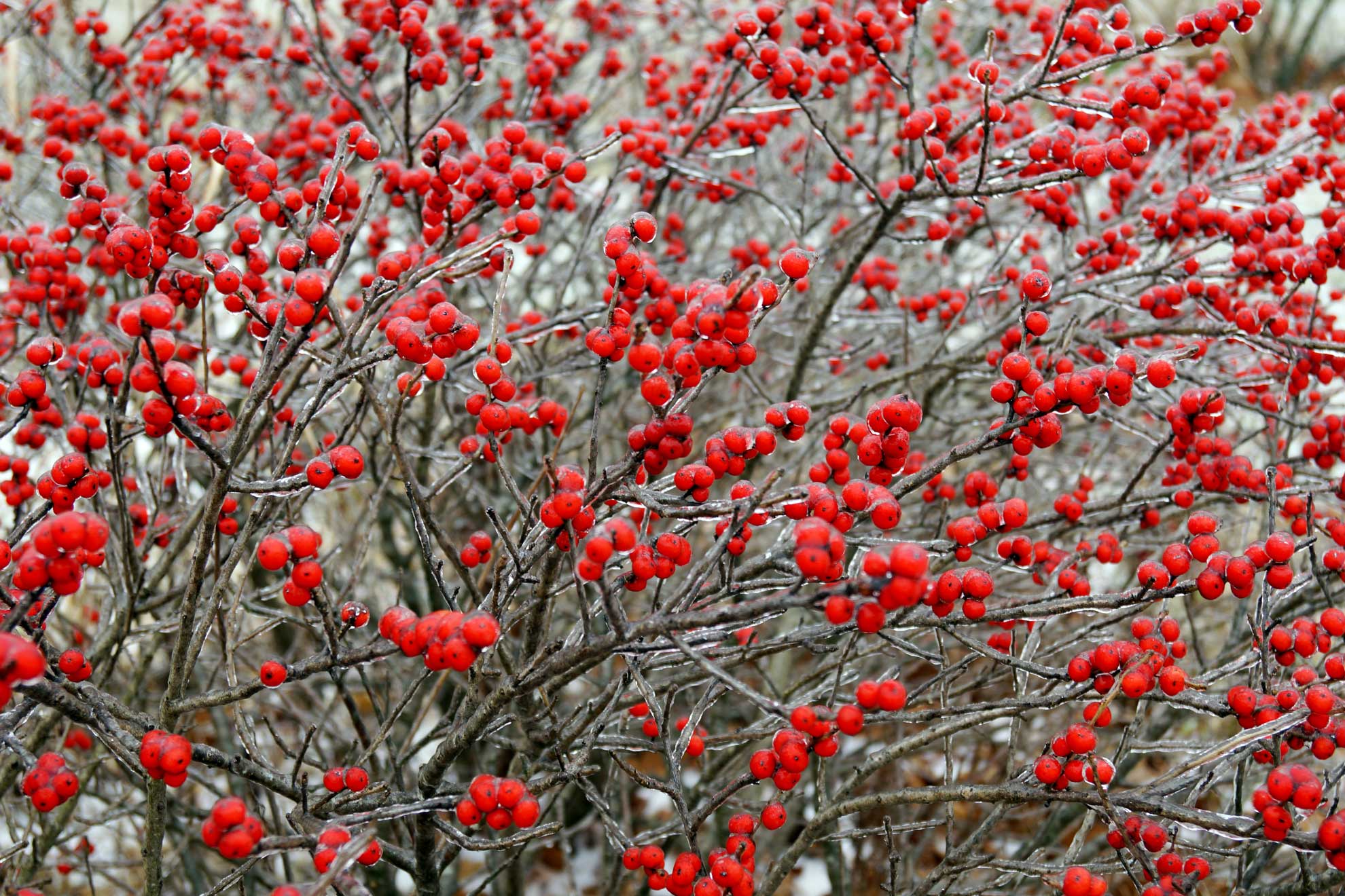 Winterberry: Native Beauty for Winter Landscapes