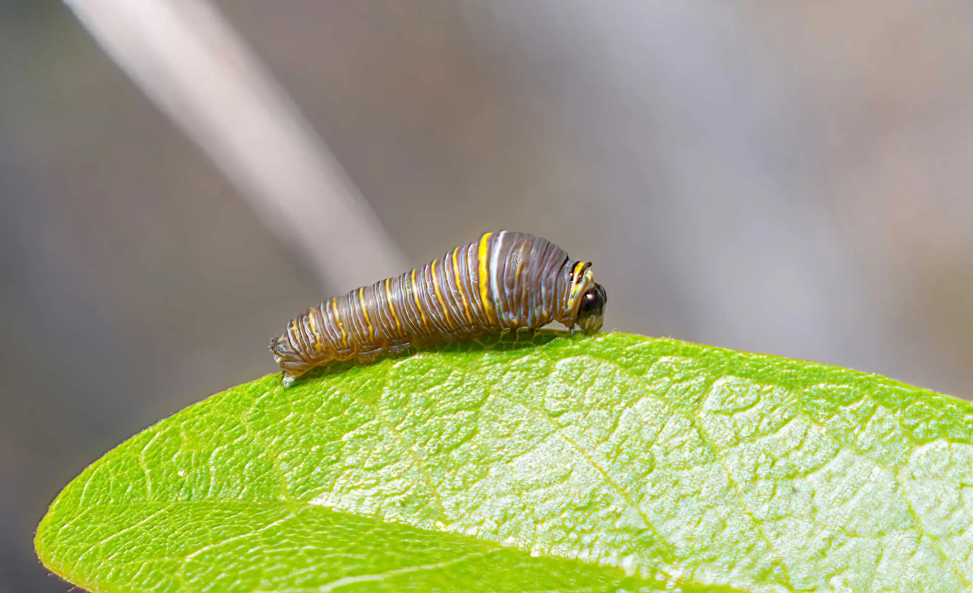 Zebra swallowtail caterpillar, striped black, white and yellow, on a pawpaw leaf