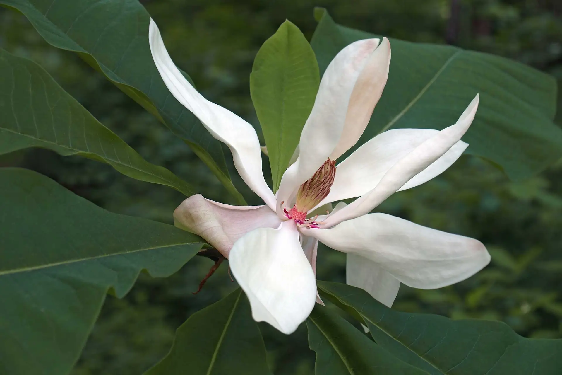 Bigleaf magnolia, a huge creamy white flower among very large leaves