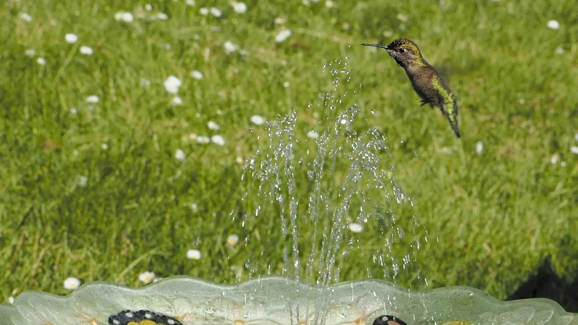 Anna’s hummingbird hovering at the spray of a birdbath fountain