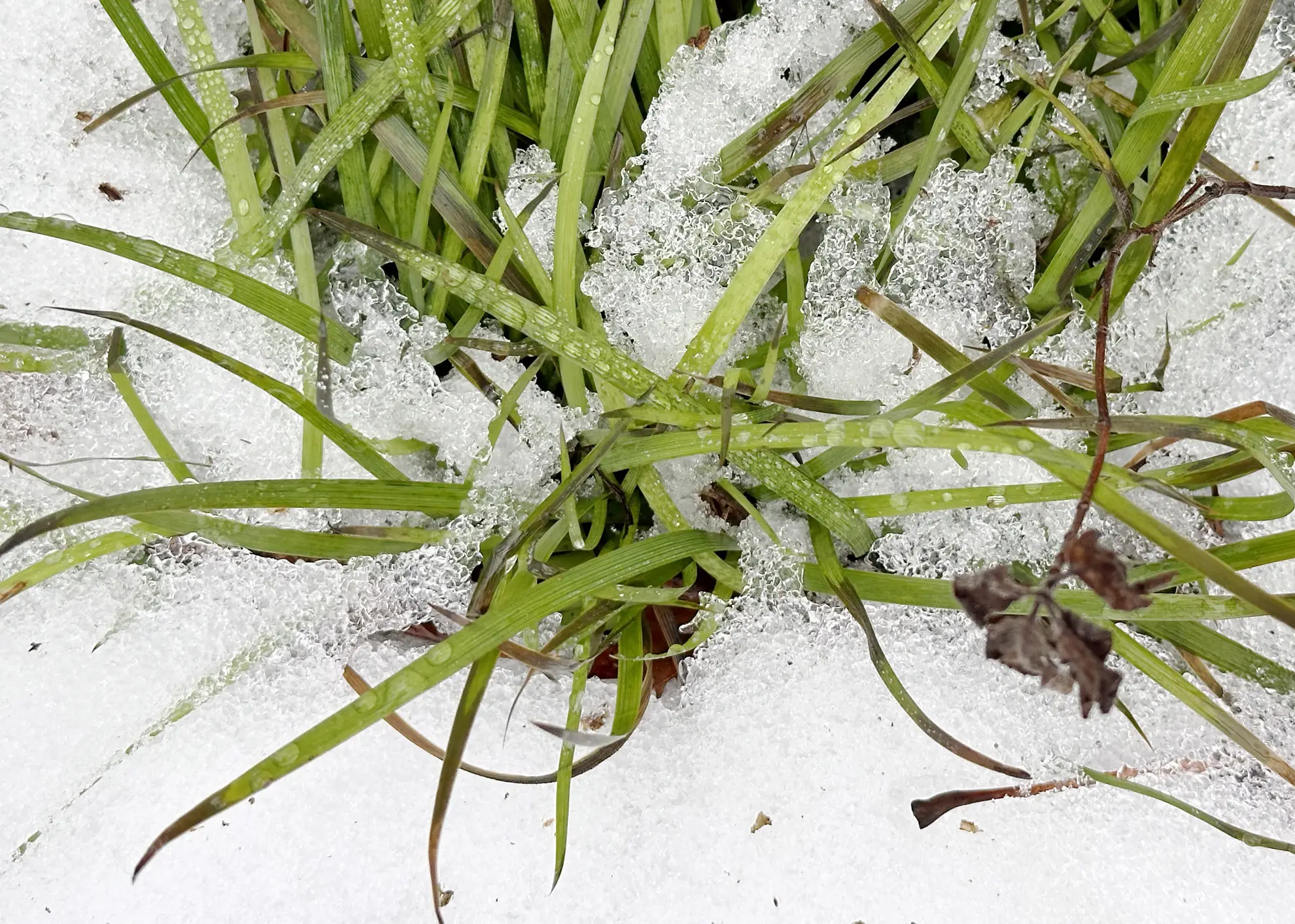 Blue-eyed grass in winter, green grassy leaves poking up through snow