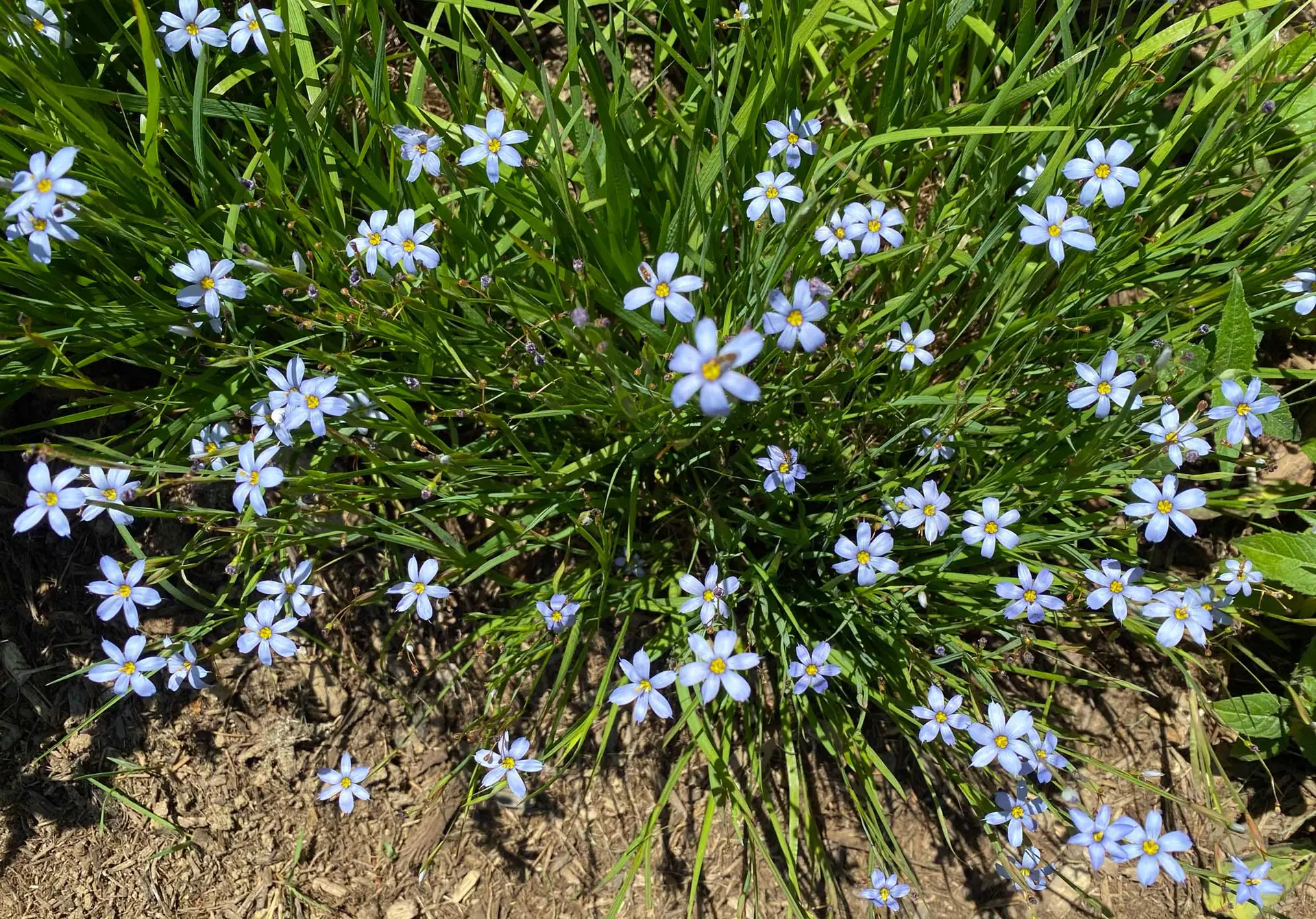 Blue-eyed grass, a grassy clump dotted with small pale blue star-shaped flowers