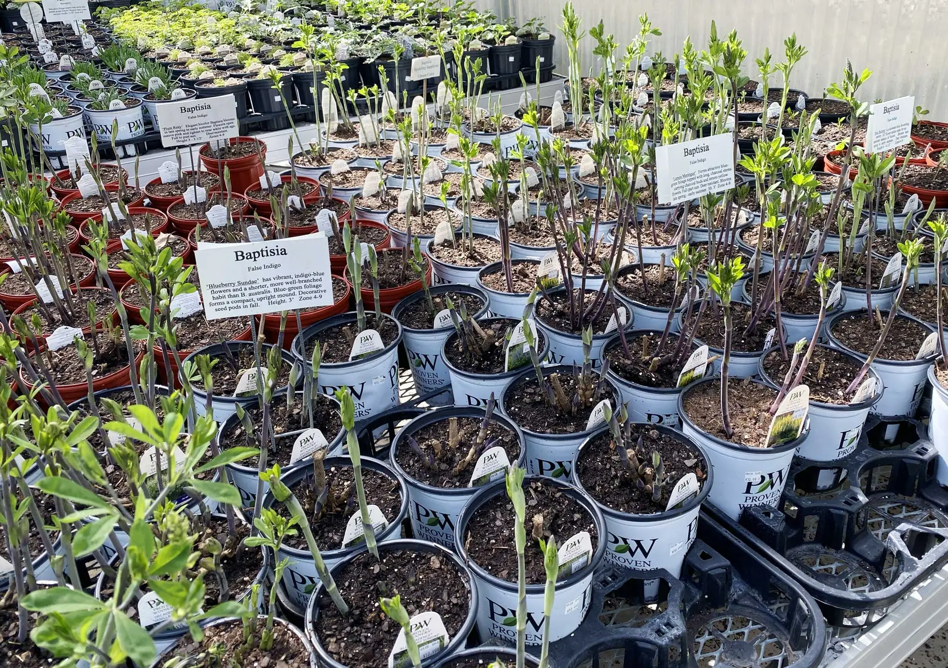 Young false blue indigo plants in nursery pots with ‘Baptisia’ signs
