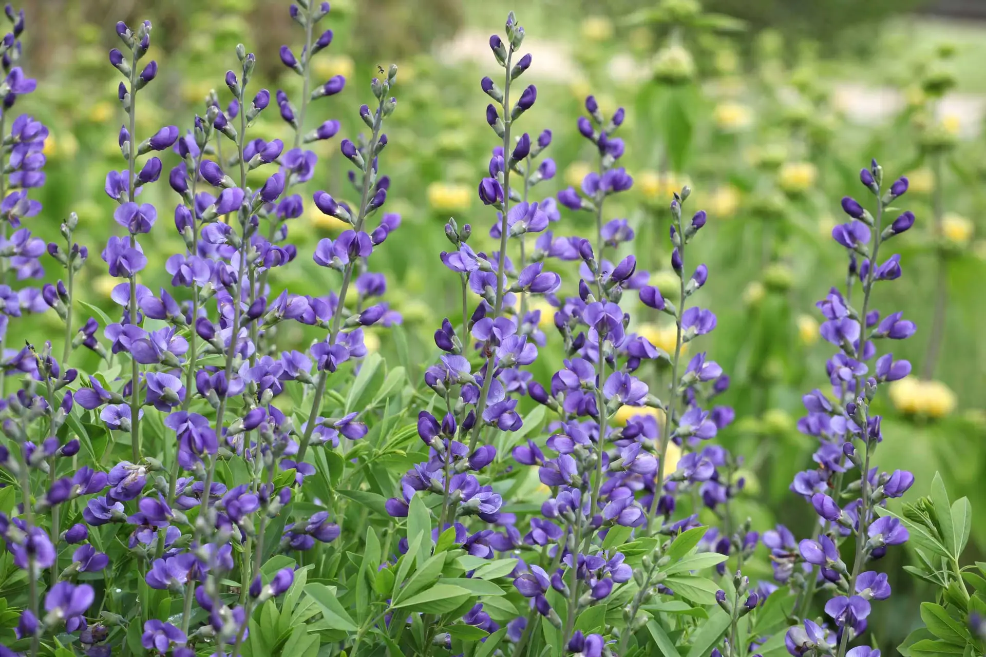 False blue indigo, tall spikes of violet-blue pea-like flowers