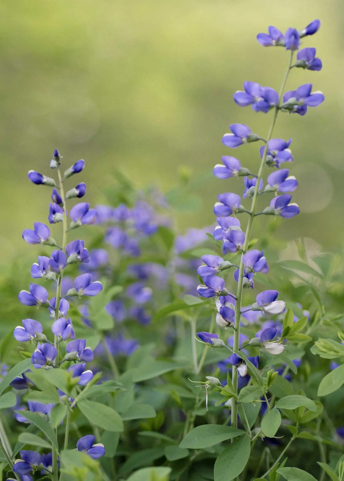 False blue indigo, tall spikes of violet-blue flowers