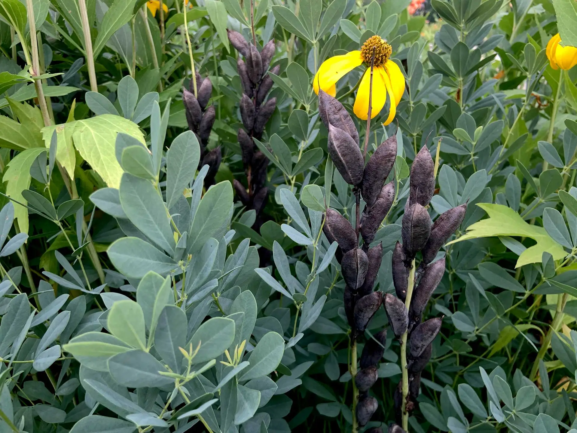 False blue indigo’s black seed pods among blue-green leaves, with a yellow coneflower