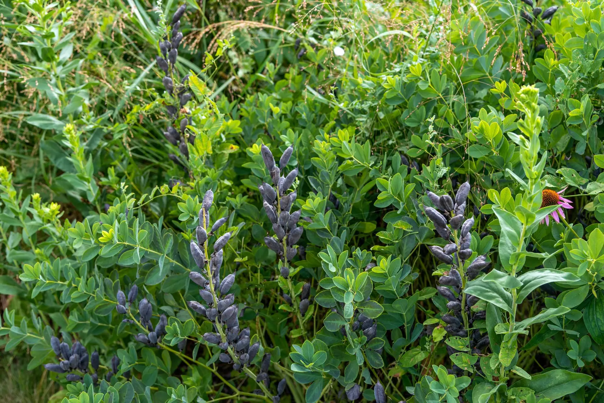 False blue indigo with dark seed pods hanging among green leaves in late summer