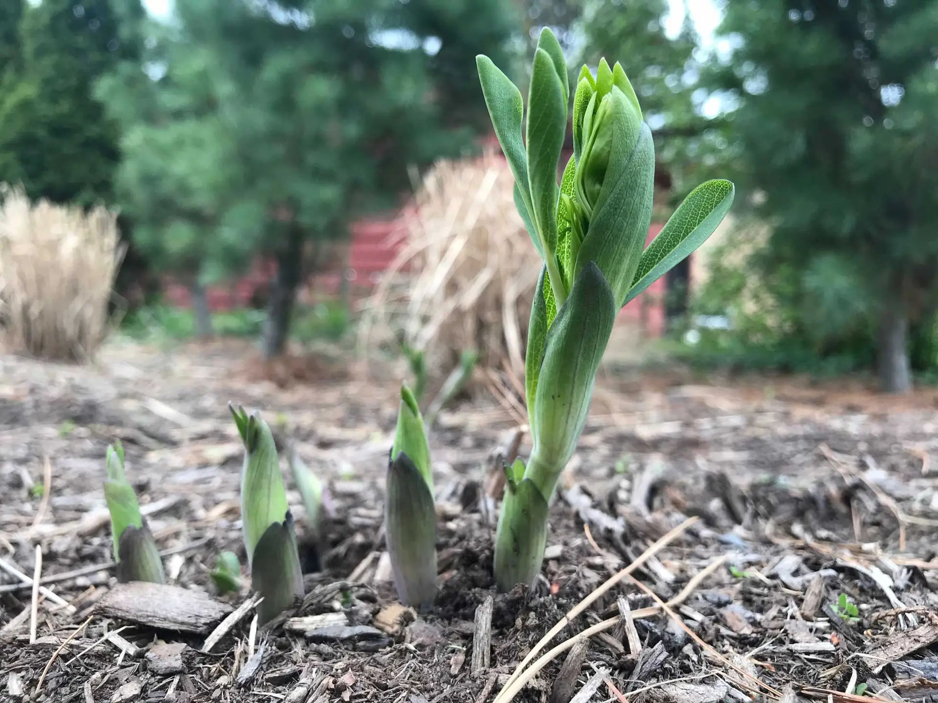 False blue indigo shoots pushing up through mulch in spring