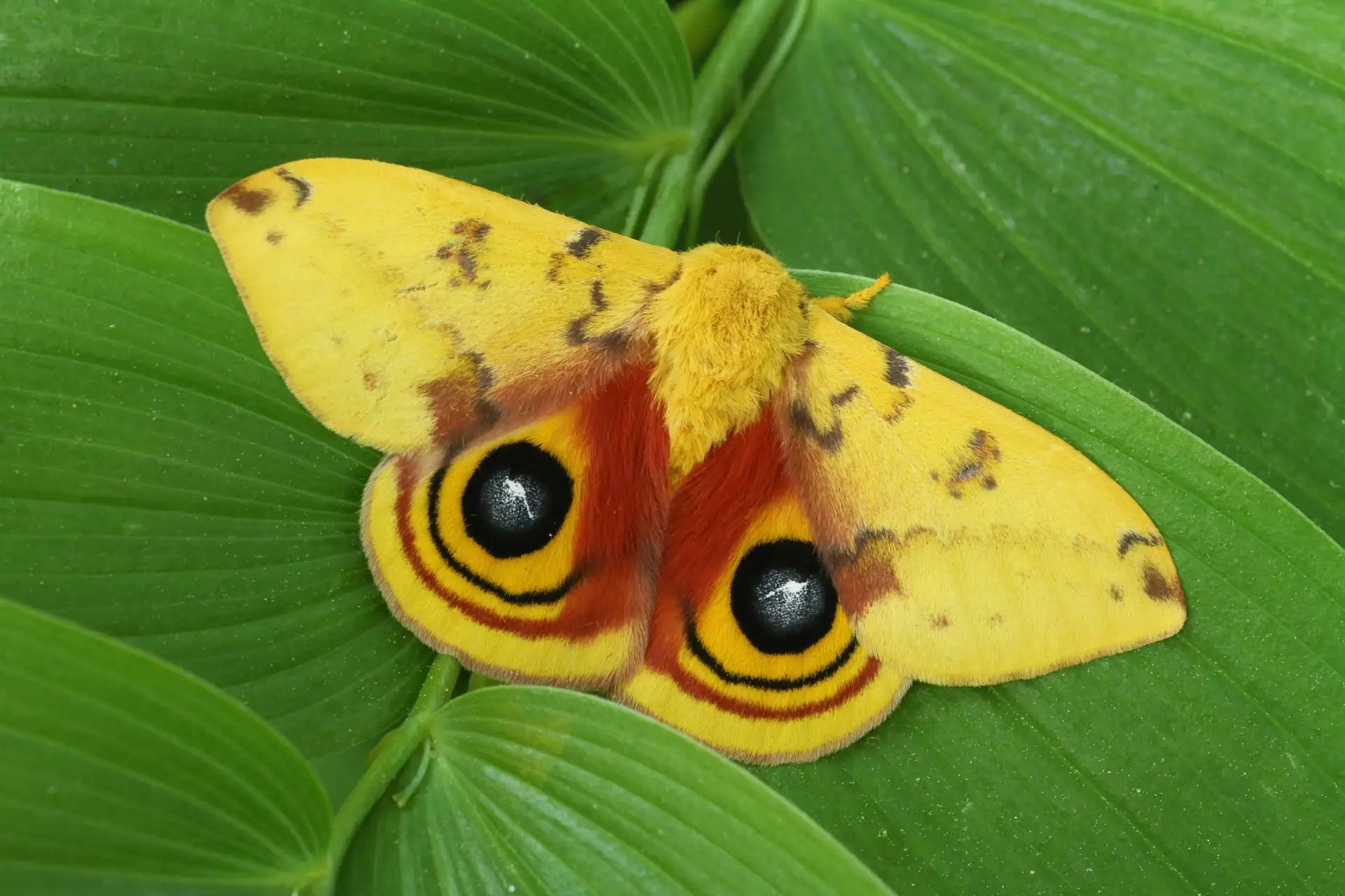 Male io moth with yellow wings and big black eyespots, on a leaf
