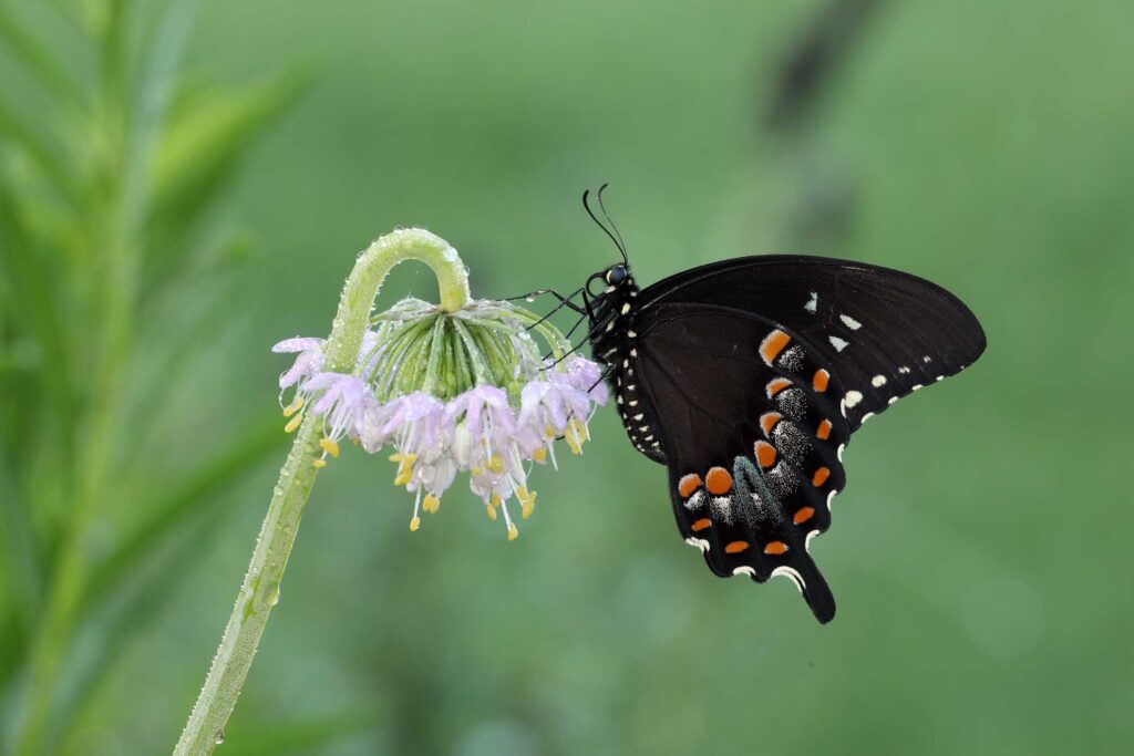 Nodding Onion: Easy Beauty for Beginners | The Plant Native