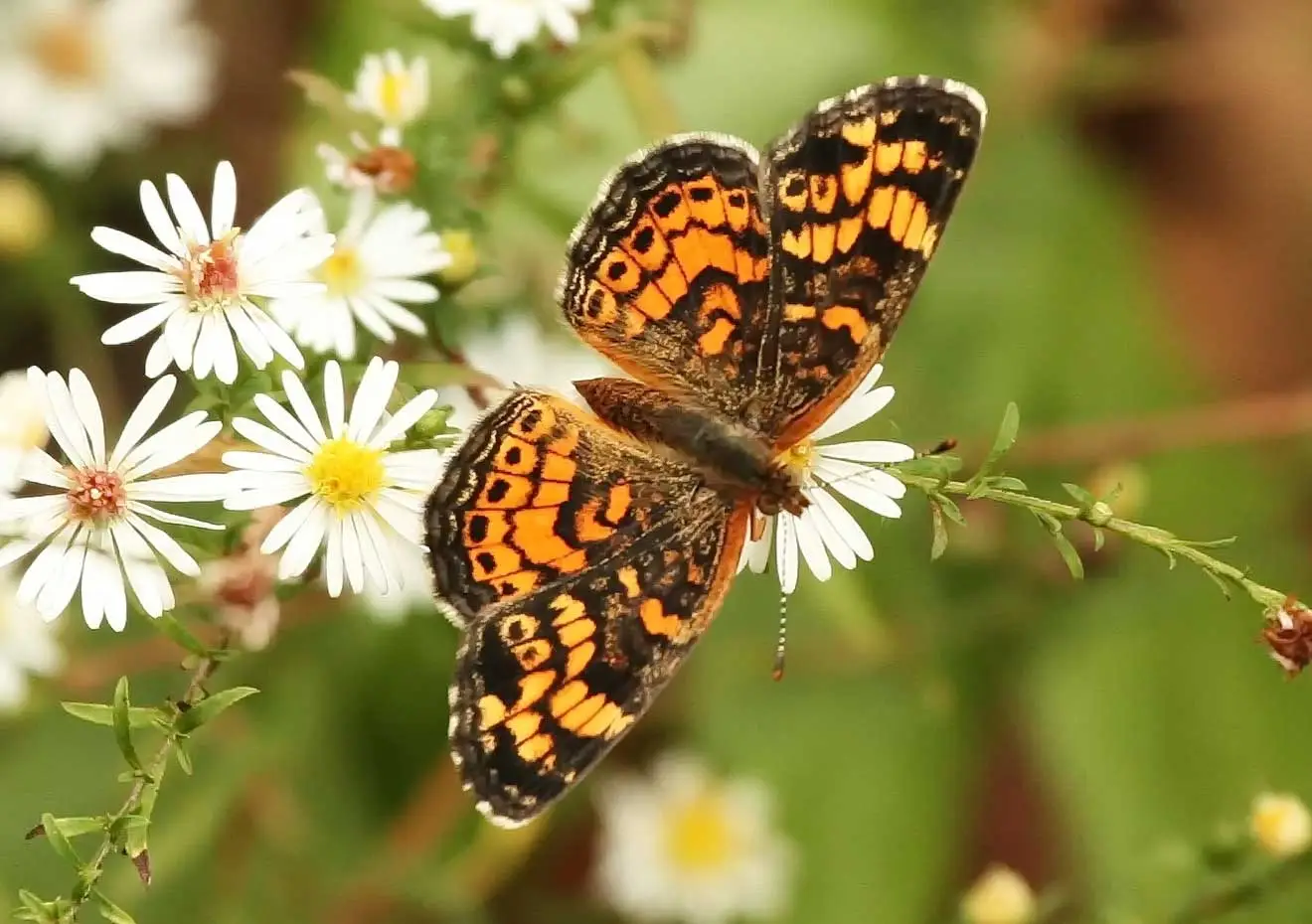 Pearl crescent butterfly, orange and black wings open, on white aster flowers