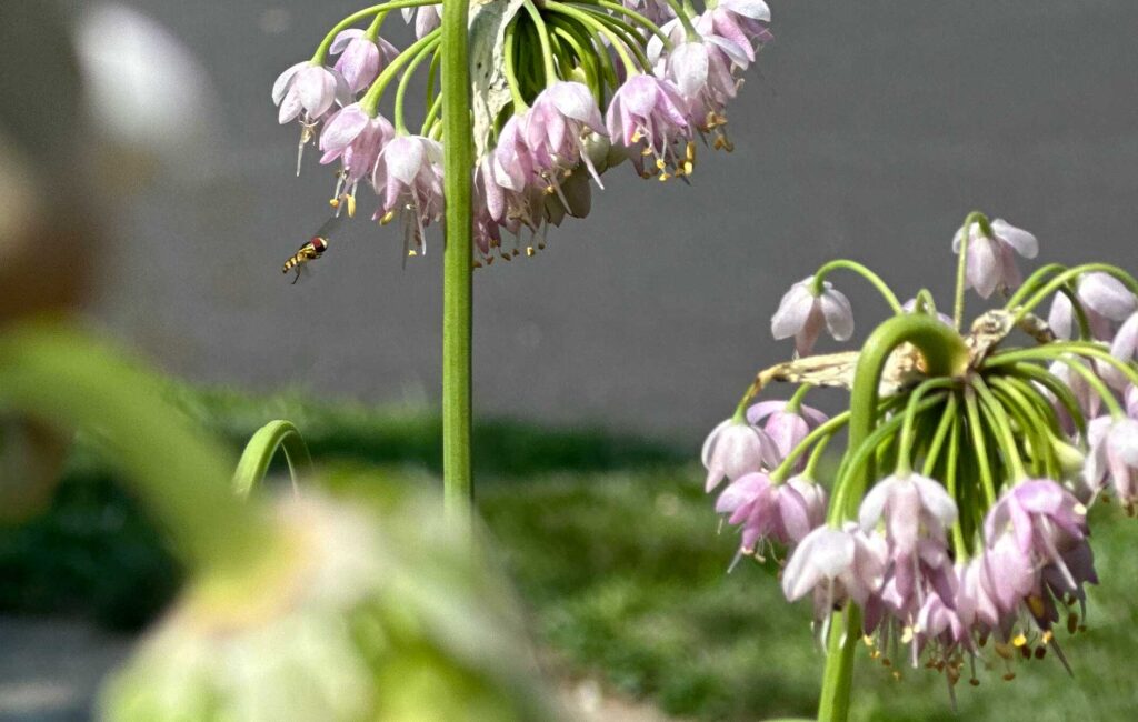 Nodding Onion: Easy Beauty for Beginners | The Plant Native