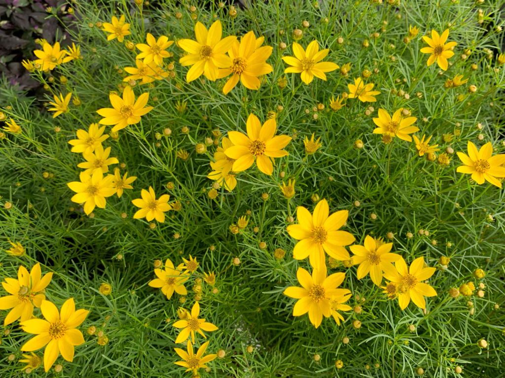 Grow Gorgeous Coreopsis (Tickseed) | The Plant Native