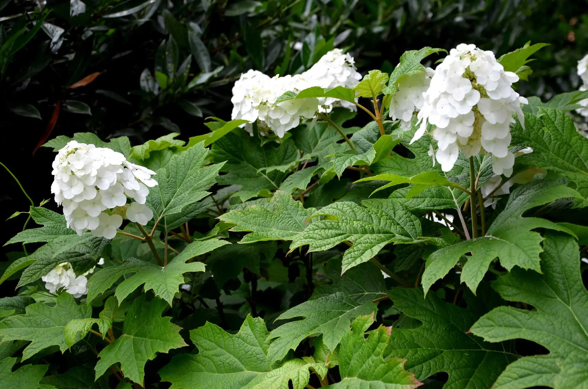 Oakleaf hydrangea in summer, full white flower clusters above big lobed leaves
