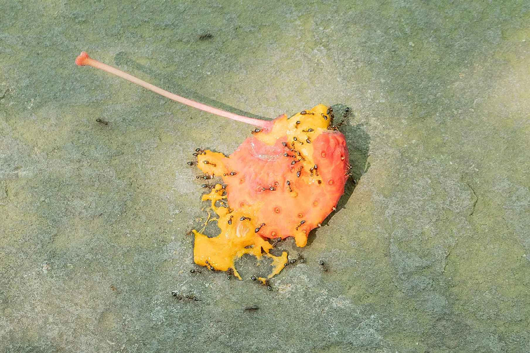 Ants swarming a fallen kousa dogwood fruit on a stone