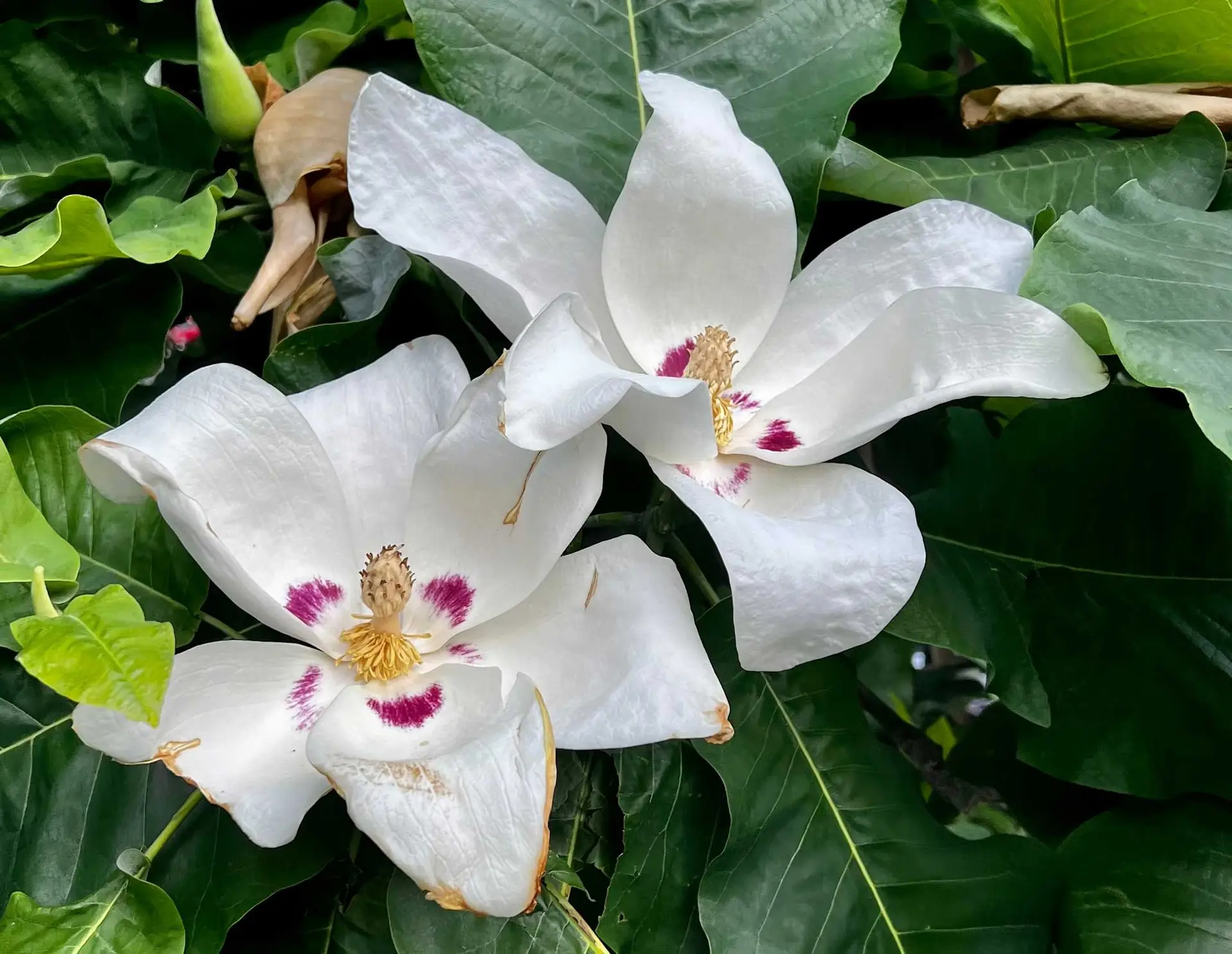 Ashe magnolia, large white flowers with purple blotches at the base of the petals