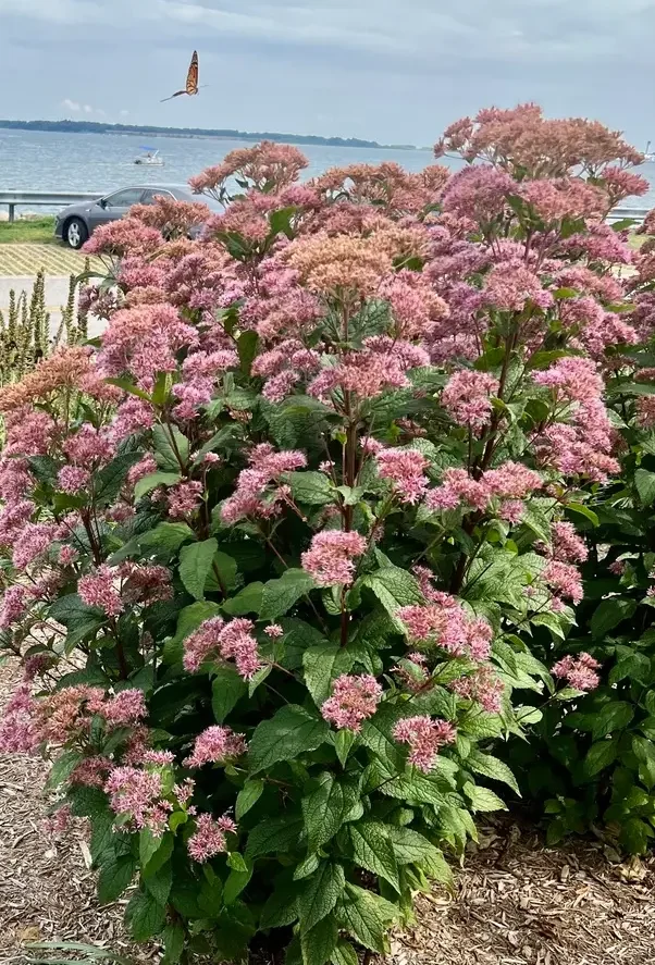 Coastal plain Joe Pye weed, a dense pink-flowered clump by the water, with a butterfly above