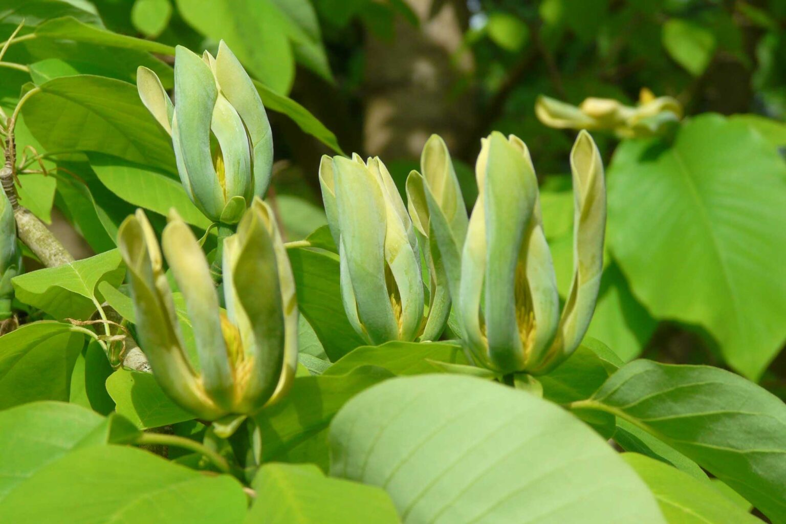 Cucumber Magnolia A Beginner's Guide The Plant Native