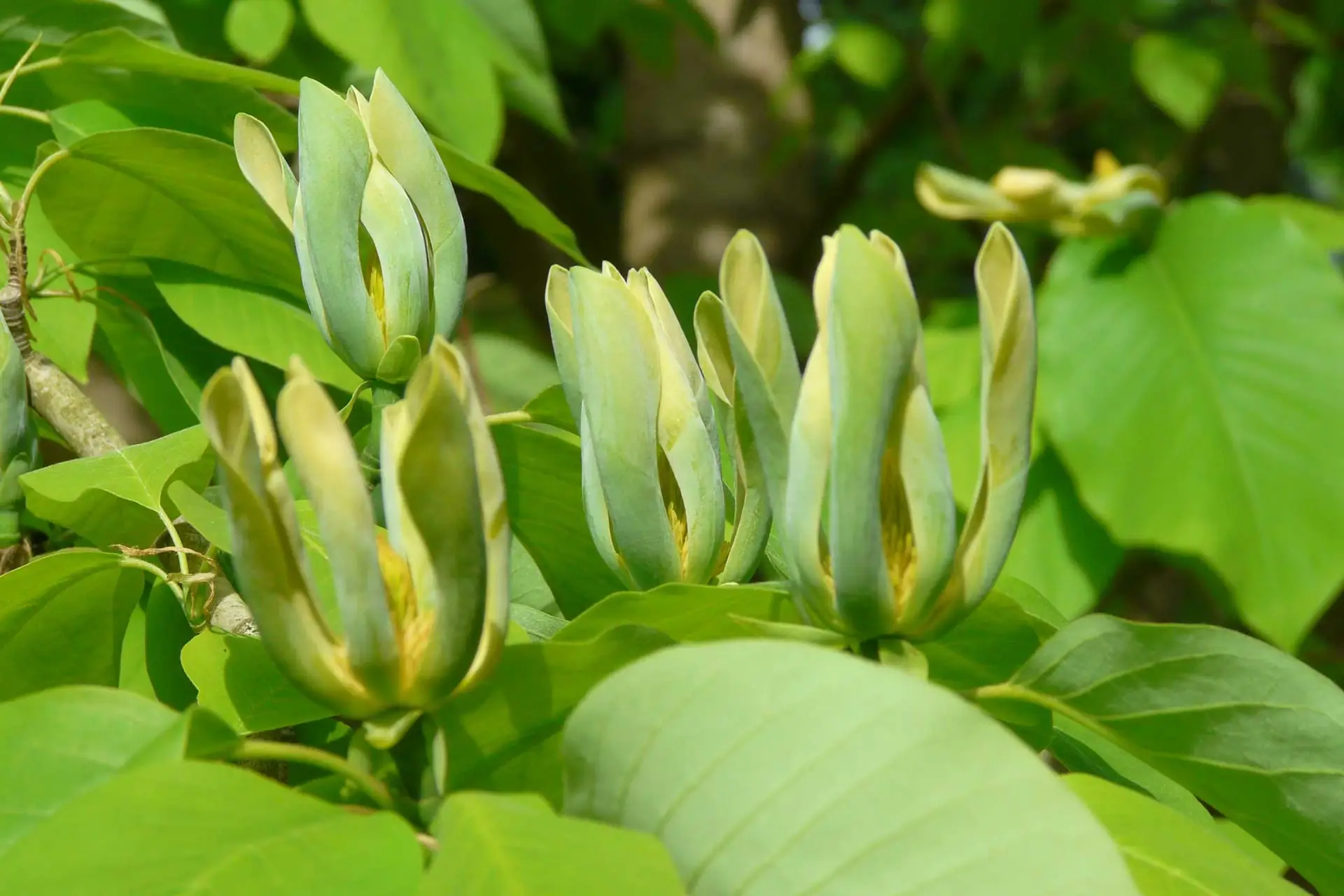 Cucumber magnolia flowers, upright yellow-green tulip-shaped blooms among broad leaves