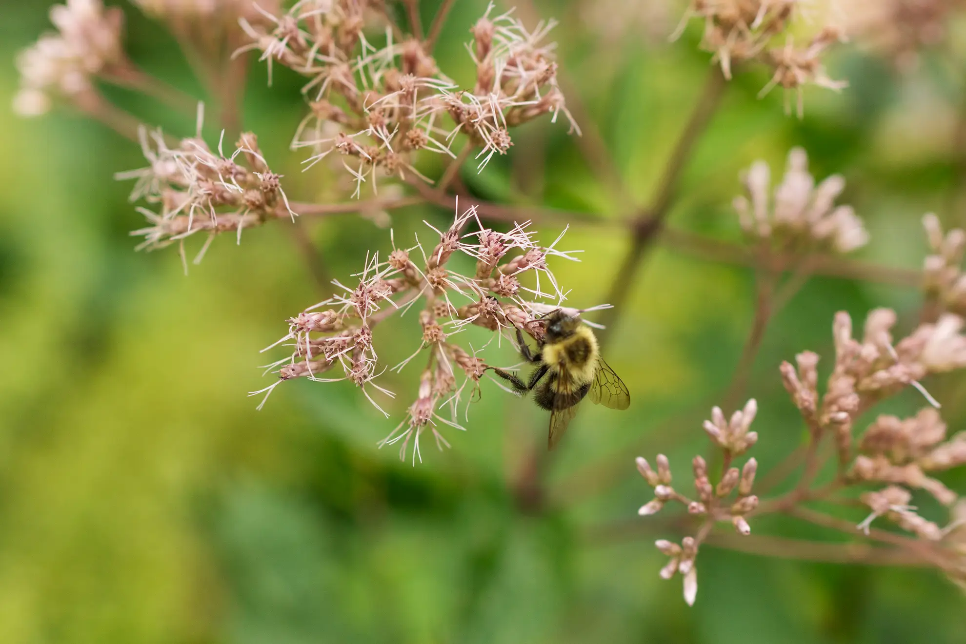 Joe Pye weed flowers up close, thin pink petals, with a bumblebee feeding