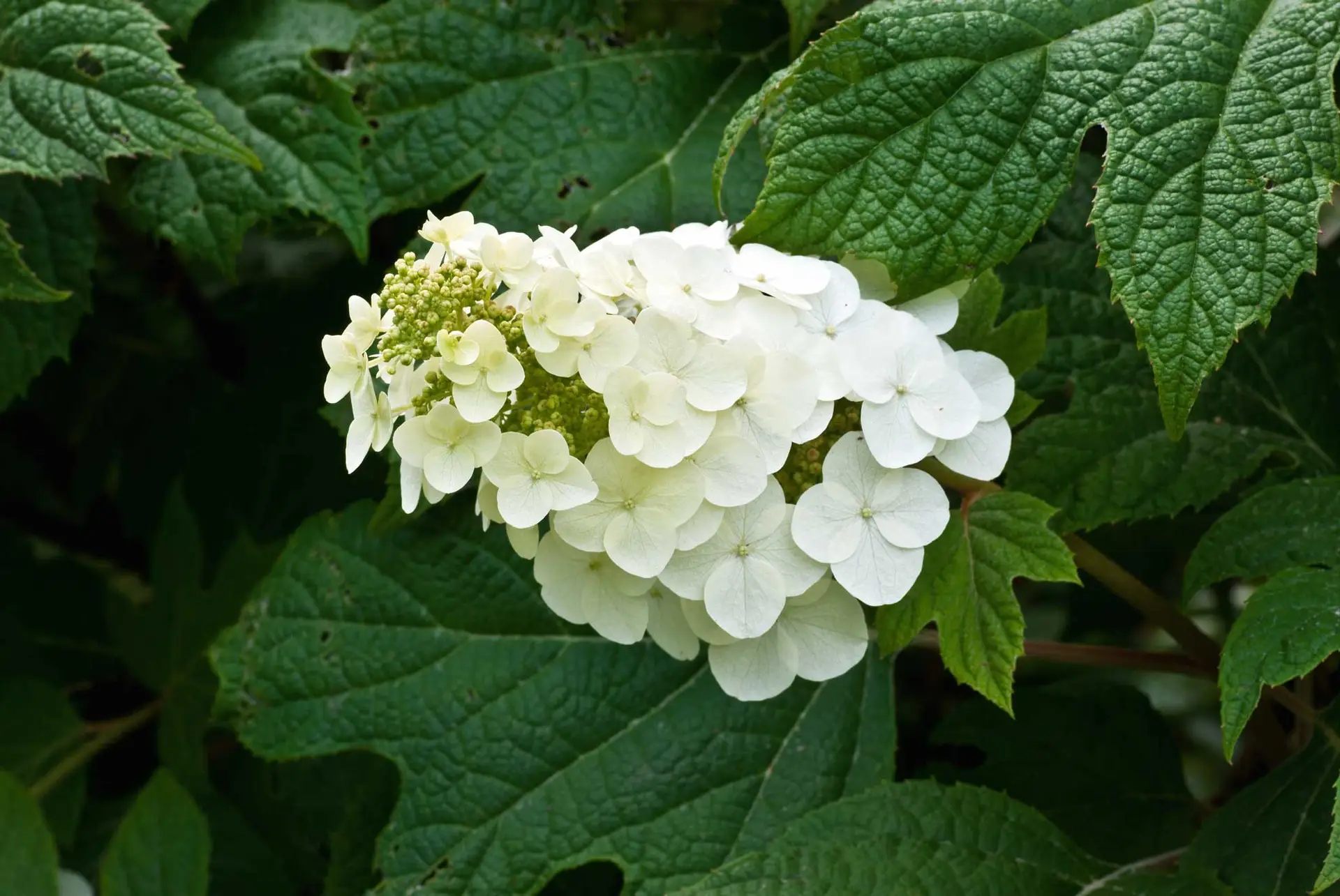 Oakleaf hydrangea, a cone of white flowers above dark green lobed leaves