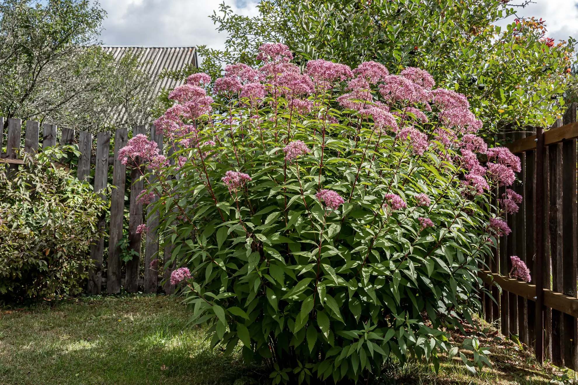 Hollow Joe Pye weed, a big clump of pink flowers against a wooden fence