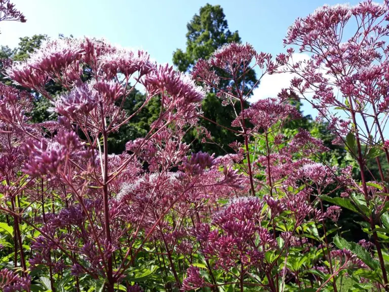 Joe-pye-weed-in-bloom-native-landscaping - the Plant Native